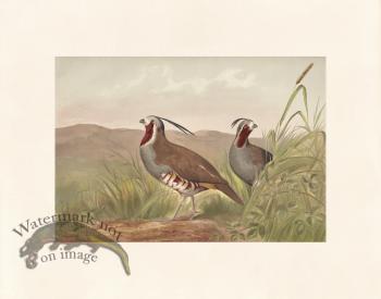 Pope 17 Mountail Quail